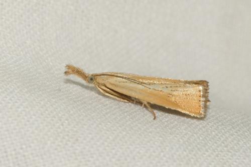 Réf. 263 429 : Agriphila straminella